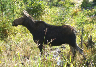Les Klinefelter Moose